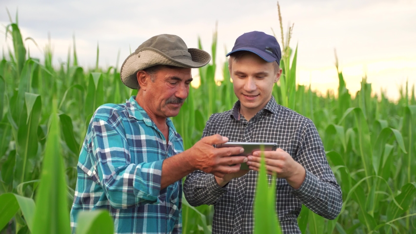 Farmers and Technology, Two farmers stand in corn field, discuss harvest, crops. young agronomist with touch tablet pc teaches senior coworker. Precision farming with online data management soft Royalty-Free Stock Footage #1057311691