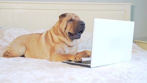 funny sharpei dog lying on a bed or sofa and looking at a laptop monitor. Cheerful pet in the bedroom with the device. Portrait of a purebred dog browsing the internet. 