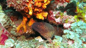 Moray eel and colorful tropical reef. Eel (Muraenidae) and vivid corals. Marine life, underwater video. Scuba diving with underwater animal, detail of the head and jaws.