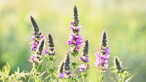 Veronica longifolia or longleaf speedwell in the meadow. Pink wild flowers in the meadow, summer natural background. Video footage static camera, 4K.