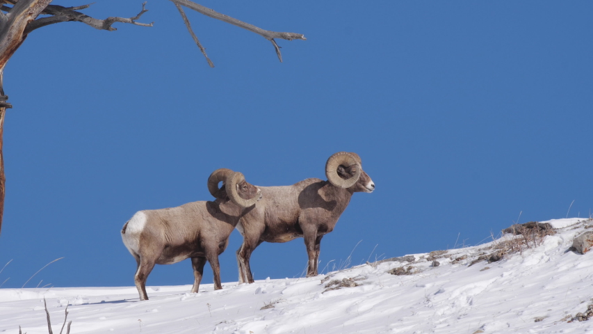 high frame rate side view clip of one of two bighorn sheep rams turning to look at camera at yellowstone national park in wyoming, usa on a sunny winter day Royalty-Free Stock Footage #1057316404