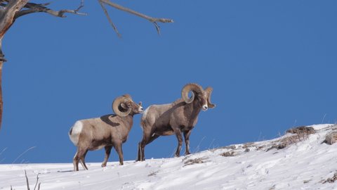 high frame rate side view clip of one of two bighorn sheep rams turning to look at camera at yellowstone national park in wyoming, usa on a sunny winter day