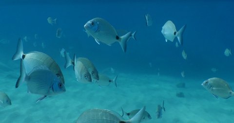 underwater fish scenery from mediterranean  sea breams ocean scenery underwater landscape seabreams