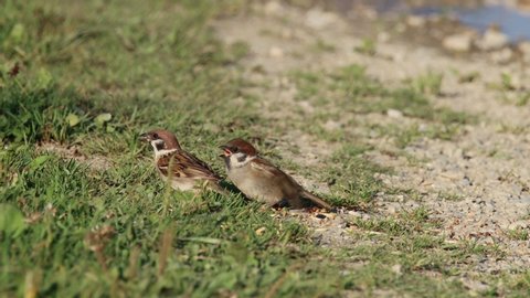 Eurasian tree sparrow (Passer montanus) feeds his bird child