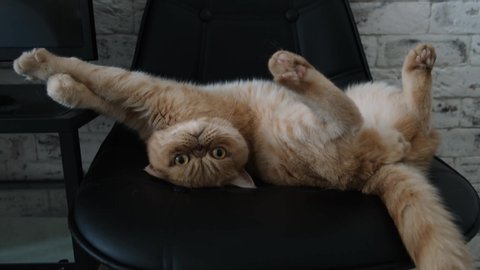 Funny Exotic Shorthair Cat Playing On Black Leather Chair. Super Funny Purebred Cat.