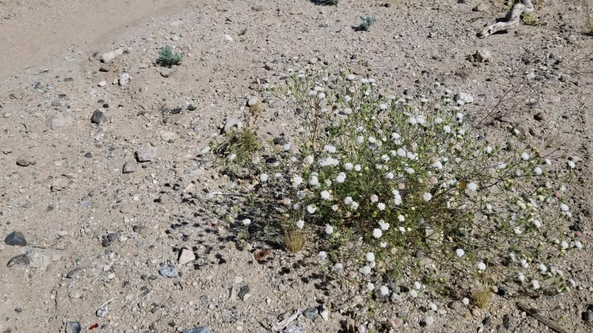 Head inflorescences of white blossom on Pebble Pincushion, Chaenactis Carphoclinia, Asteraceae, native herbaceous annual on the edges of Twentynine Palms, Southern Mojave Desert, Springtime.