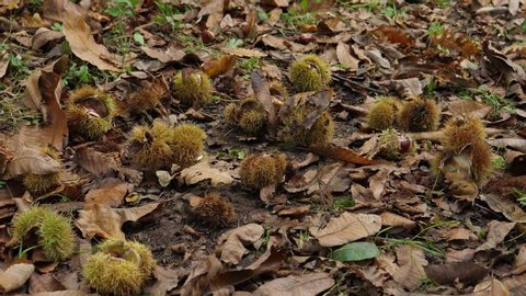 Chestnut season, the floor covered with chestnuts that fall from the tree, a scene where the moment of fruit falls is appreciated.