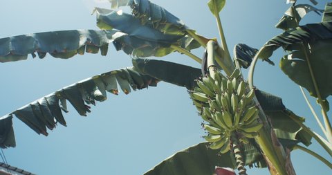 A banana tree from a low angle with the leaves and pod swaying in the wind