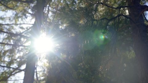 Sun shining through pine tree branches in the forest on a warm summer day in California