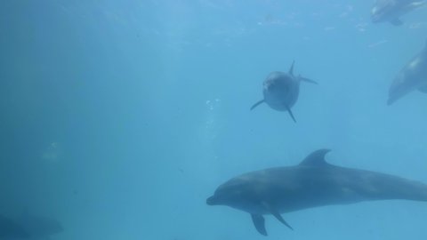 Bottlenose Dolphins swims in the blue water