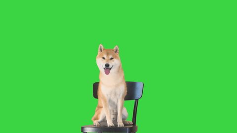 Cute smiling puppy Shiba Inu dog sitting on a chair on a Green Screen, Chroma Key.