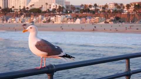 California summertime beach aesthetic, pink sunset. Cute funny sea gull on pier railing. Ocean waves, defocused people and beachfront weekend houses. Purple sundown, Santa Monica Los Angeles CA USA.