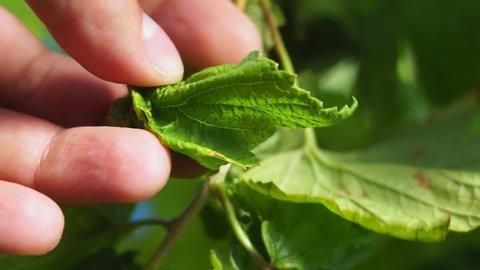 diseases of the black currant plant, aphids on the leaves