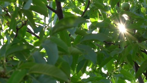 Closeup view video of beautiful green branches of walnut tree and soft sun light through foliage. Walnuts in green husk hanging at twigs.