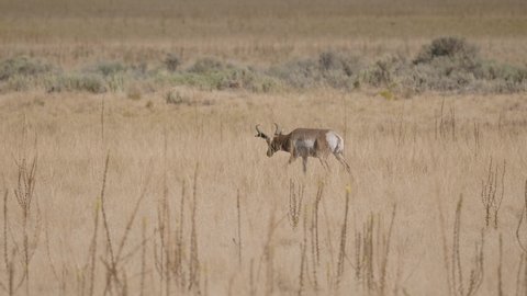 A pronghorn antelope walks solo through some tall grass on the prairie in Antelope Island State Park, Utah.