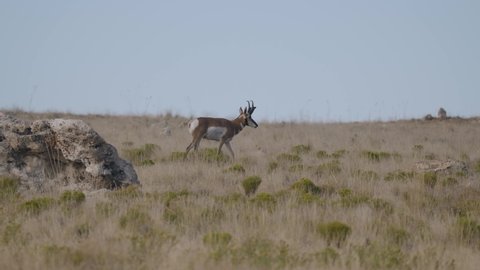 A male pronghorn antelope walks out from behind a rock formation in Antelope Island State Park, Utah.