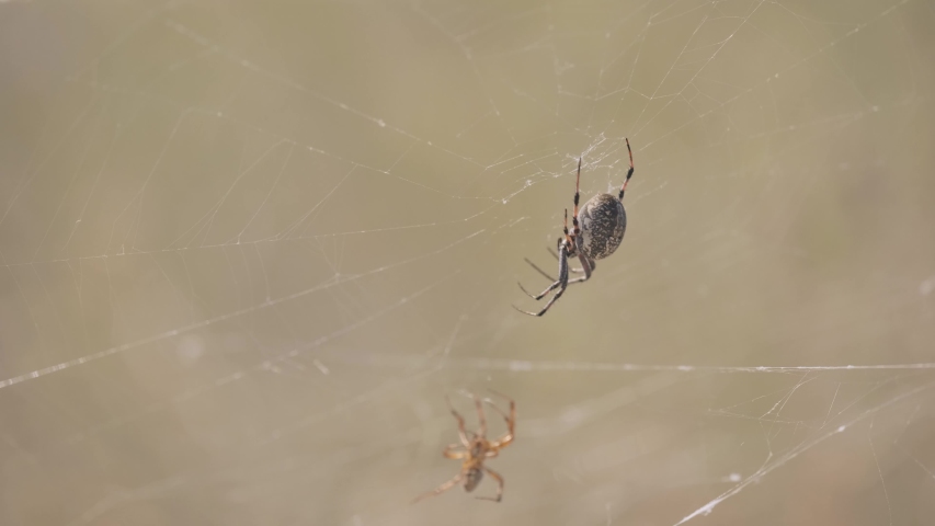 western spotted orb weaver spider waits: стоковое видео (без лицензионных п...
