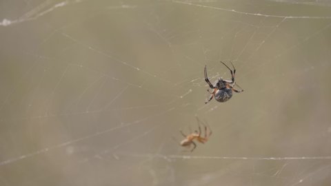 A western spotted orb weaver spins 180 degrees scaring another smaller spid...