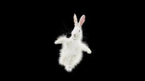 Rabbit Dancing CG fur, 3d rendering, animal realistic CGI VFX, composition 3d mapping, cartoon, Included in the end of the clip with Alpha matte.