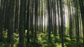 Forest morning sun rays light jungle green grass nature - Powered by Shutterstock - Get 15% off with code: PIKWIZARD15