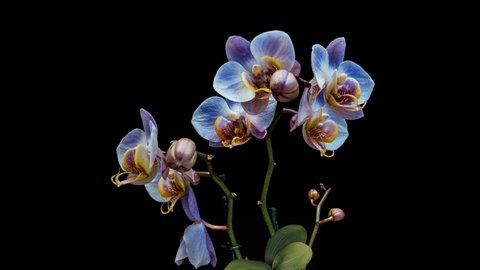 Beautiful blue unusual Orchid flowers blooming on black background, close-up. 4K Timelapse.