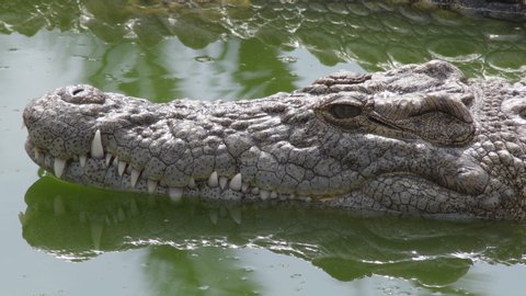 Crocodile head with teeth in a river