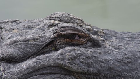 Crocodile eye looking in a natural park