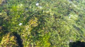 School of fish swim in algae, a group of fish in shallow water near the shore. View from above. Transparent water with sunny reflections. HD video