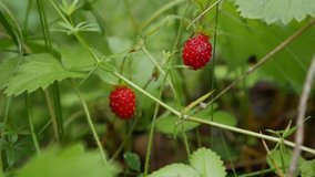 Wild organic strawberries in forest. Close-up of strawberry or fragaria plant, with several strawberries ready to harvest. Raw and organic superfood ingredients for healthy food. Seasonal harvest of