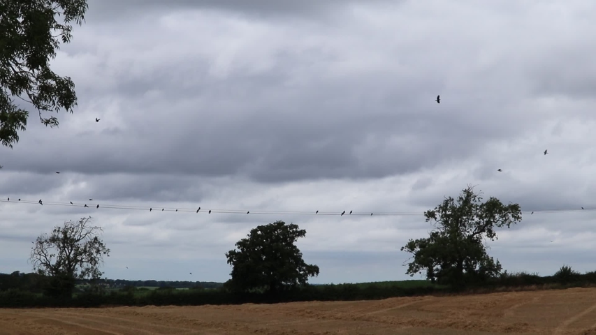 Birds on a wire flying off across the countryside 
