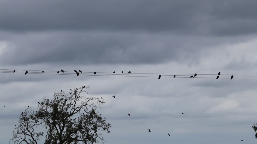 Birds on a wire flying off across the countryside 