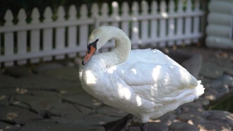 beautiful white Swan preening its feathers on the Bank. breeding ornamental waterfowl.