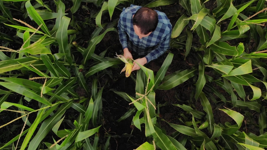 Farmer looking in the Corn field aerial  drone view Royalty-Free Stock Footage #1057352449