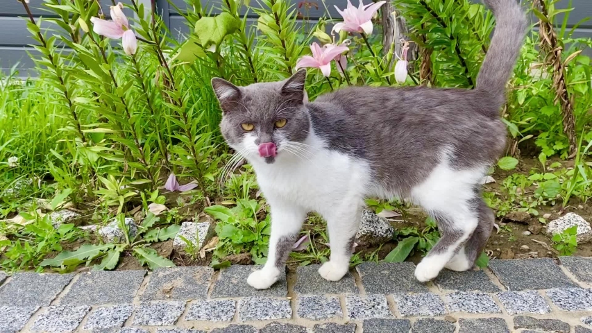 Cute white and gray cat in the village