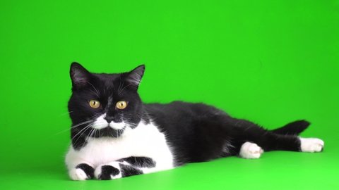 Large black and white cat kitten on a green background 4K video screen.