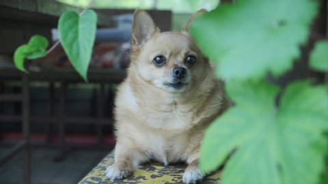 Happy fat chihuahua dog wags its tail lying on bench outdoors.