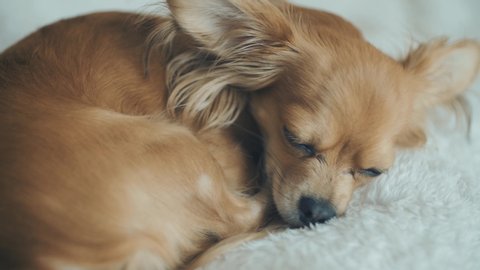 close up shot of adorable funny dog chihuaha sleeps on plaid