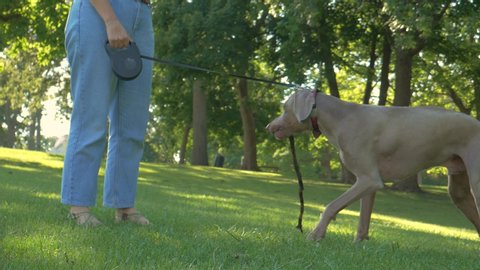 Dog playing with and chewing on sticks in the soft grass with his owner.  Weimaraner runs around with a stick while on a retractable leash at a city park in the late afternoon.