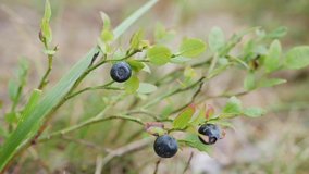 Wild organic blueberries in forest. Close-up of blueberry plant, with several blueberries ready to harvest. Raw and organic superfood ingredients for healthy food. Seasonal harvest of organic berry