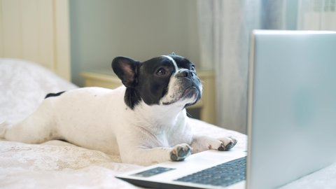 Funny dog ​​sitting on the bed and having fun looking at the laptop. A French bulldog pet lies on the couch and looks at the computer screen. Little dog puppy in the bedroom with a gadget. 4K
