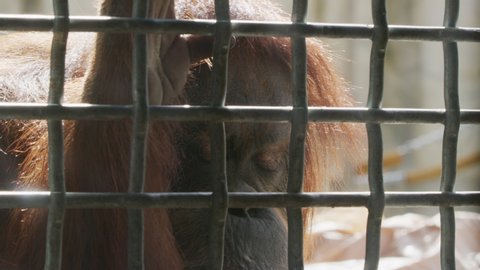 Orangutan behind bars in cage