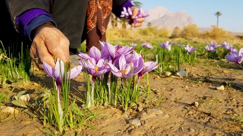 Persian Saffron growth in mountain foothills near desert in Iran picked by locals and processed in villages with palm gardens and rich cultures