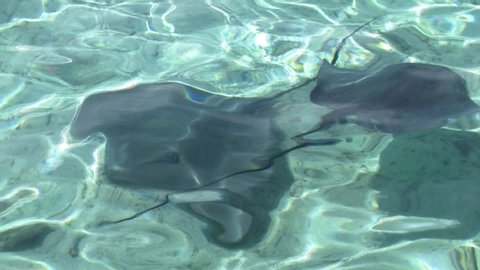 Swimming with stingrays in Bora Bora, French Polynesia.