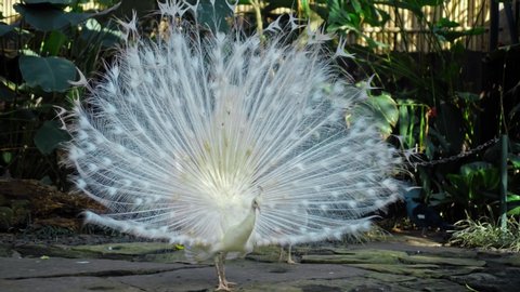 White peacock dances a marriage dance unleashing the tail in the usual habitat in the forest with green plants