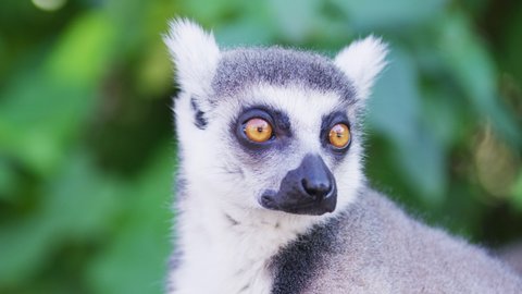 Lemur looking around scanning environment
