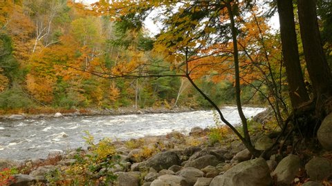White river rapids flowing through beautiful autumn foliage woodland scenery