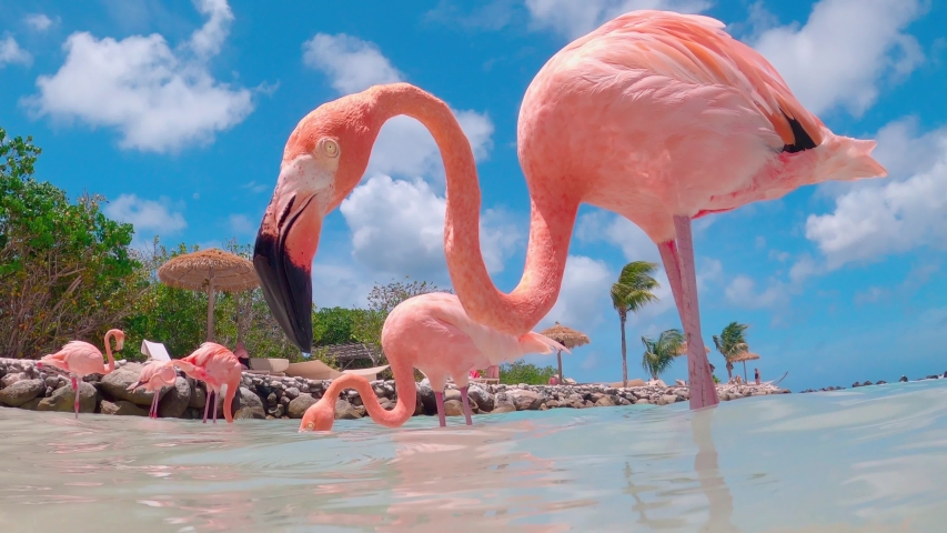 Flamencos on the beach in Aruba Royalty-Free Stock Footage #1057377139