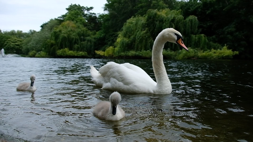 Baby Signet Swans With Their Stock Footage Video 100 Royalty Free Shutterstock