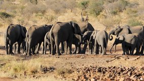 Herd of African elephants (Loxodonta africana) moving from a waterhole, Kruger National Park, South Africa