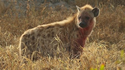 A medium shot of a Spotted Hyena feeding in the dense grass, Greater Kruger.